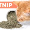 Some Catnip Facts