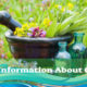 More Information About Catnip 