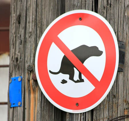 Dog poo dangers for the environment: A green RVer picks up their dog's poos...