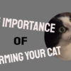 Some Tips On Worming Your Cat