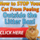 Thinking about adopting a cat or kitten?