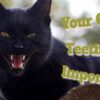 Your Cats Teeth Are Important (Part One)