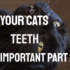 Home Dental Care Methods for Your Cat