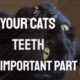Home Dental Care Methods for Your Cat