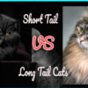 Cat Tail Type: Long or Short Tails