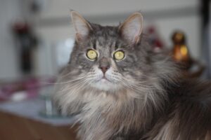 maine-coon-