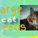 Magnificent Large Cat Breeds