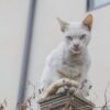 Choosing the Best Food For Egyptian Cat Breeds