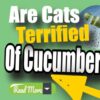 Why Are Cats Afraid Of Cucumbers?