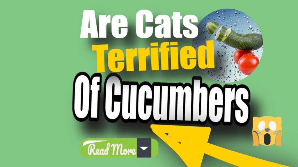 are cats terrified of cucumbers. read more