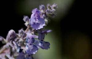 nepeta-faassenii-six-hills-giant-