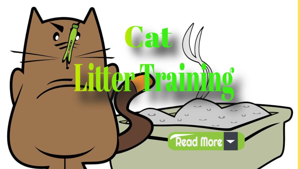 cat litter training