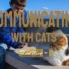 Body Language Communicating With Your Cats