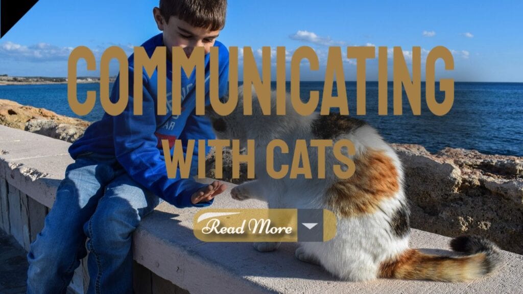communicating with cats
