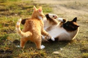 two cats in a play fight