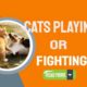 Are Cats Playing Or Fighting