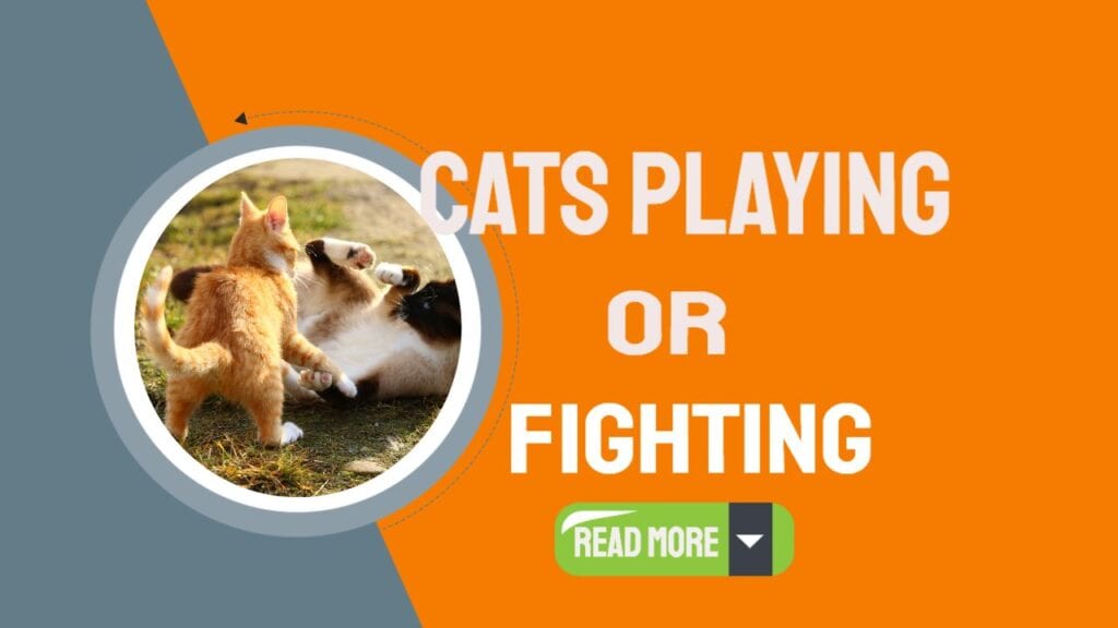 cats playing or fighting