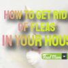 How To get Rid Of Fleas In Your House