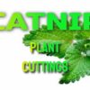 Catnip Plant Cuttings