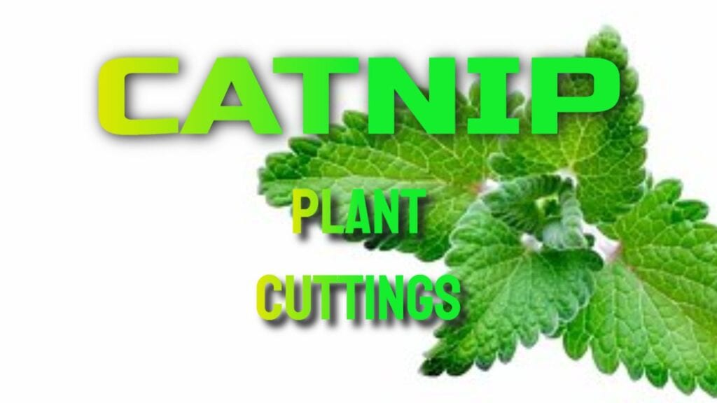 Catnip Plant Cuttings