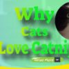 Why Cats love Catnip