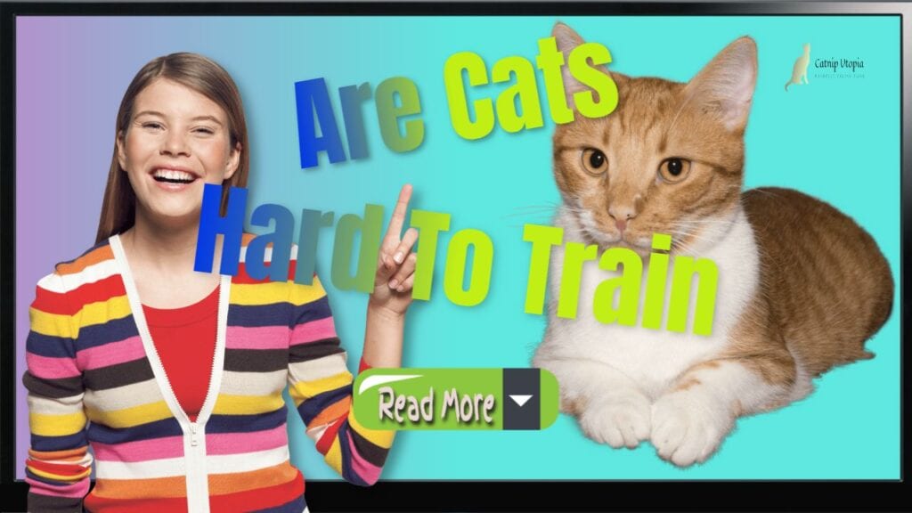 Are Cats hard To train read more