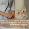 What Can I Give My Cat for Pain?