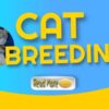 Breeding Cats and Raising Kittens