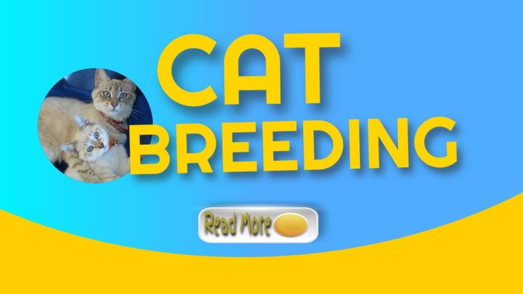 cat breeding