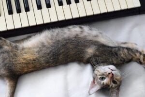 cat lying beside a keyboard