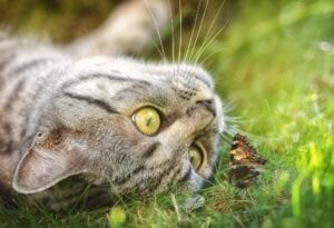 cat lying watching a butterflie