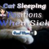 Cat Sleeping Positions When Sick