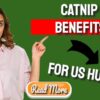 Catnip Benefits For Us Humans Too