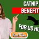 Catnip Benefits For Us Humans Too