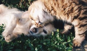 dog lying down with a cat rubbing next to the dog