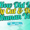 How Old Is My Cat And Dog In Human Years