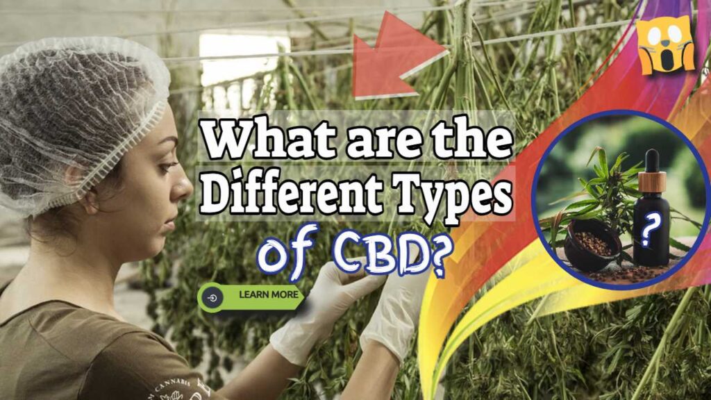 What are the Different Types of CBD? And the Best Kinds of CBD Supplements