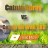 Catnip Spray vs CBD Oil With CBD