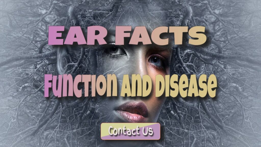 Interesting Facts About Human Ears: Functions of the Human Ear