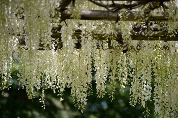 climbing plants for a pergola