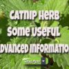 Catnip Herb – Some Useful Advanced Information