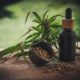4 Things You May Not Know About CBDistillery®