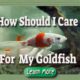 How should I care for and keep my goldfish?