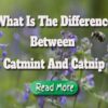 What is the difference between catmint and catnip.