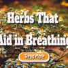 Herbs That Aid in Breathing