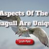 Aspects Of The Seagull Are Unique