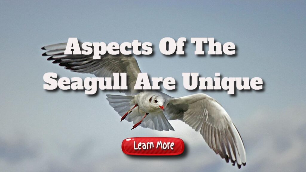 aspects of the seagull are unique