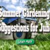 Summer Gardening Suggestions for June