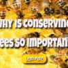 Why Is Conserving Bees so Vital for People and the Environment?