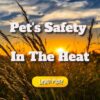 Pet’s Safety in the Heat